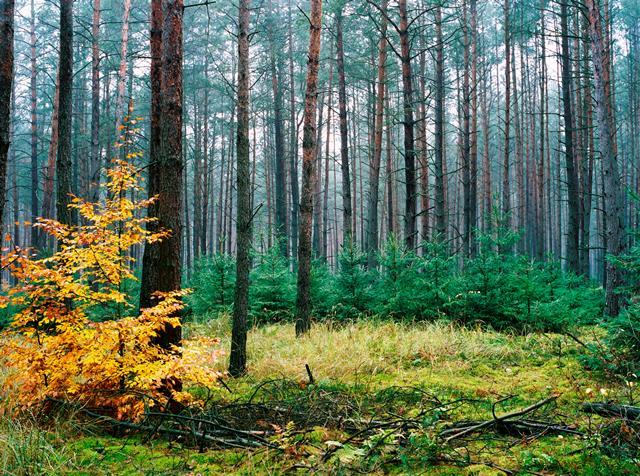 Lasy Nadleśnictwa