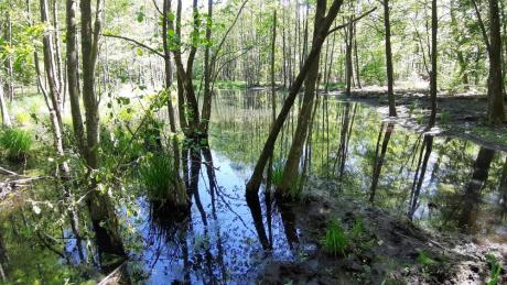 2 lutego obchodzimy World Wetland Day, czyli Światowy Dzień Mokradeł