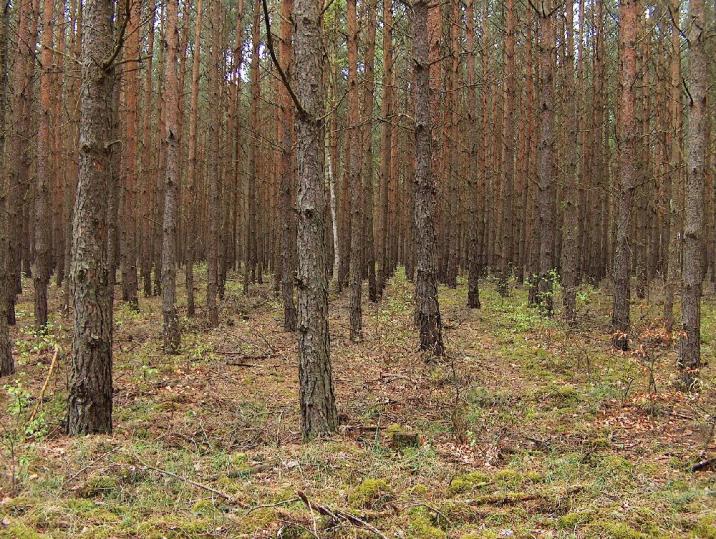 Drzwostan sosnowy (fot. Piotr Kosiorkiewicz)